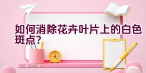 如何消除花卉叶片上的白色斑点？