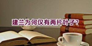 建兰为何仅有两片叶子？