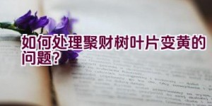 如何处理聚财树叶片变黄的问题？