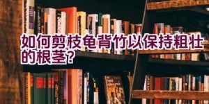 如何剪枝龟背竹以保持粗壮的根茎？