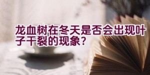 龙血树在冬天是否会出现叶子干裂的现象？