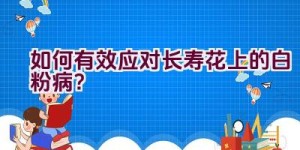 如何有效应对长寿花上的白粉病？