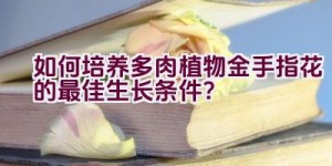 “如何培养多肉植物金手指花的最佳生长条件？”