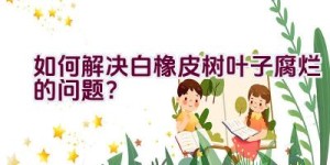 如何解决白橡皮树叶子腐烂的问题？