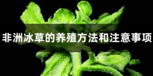 非洲冰草