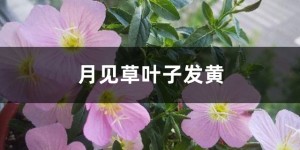 月见草