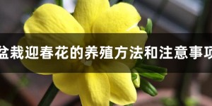 迎春花