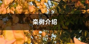 栾树