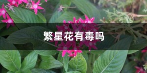 繁星花