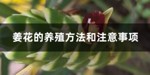 姜花