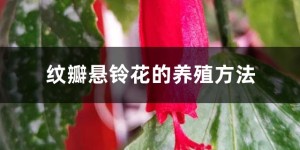 悬铃花