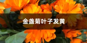 金盏菊