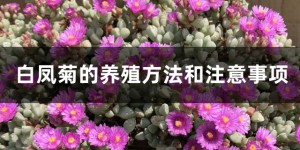 白凤菊