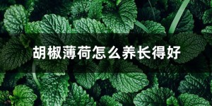 胡椒薄荷