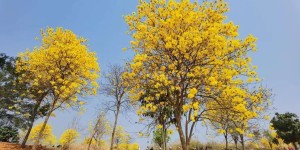 黄花风铃木