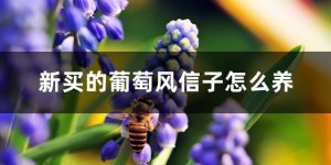 葡萄风信子