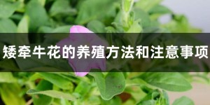 牵牛花