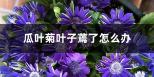 瓜叶菊