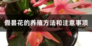 假昙花