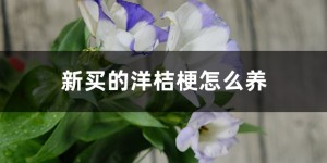 洋桔梗