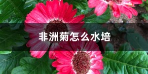 非洲菊