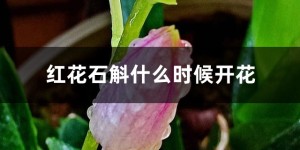 红花石斛