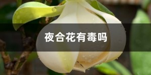 夜合花