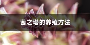 茜之塔