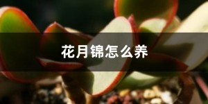 花月锦