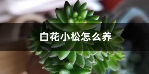 白花小松