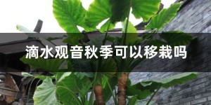 滴水观音