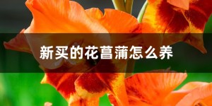 花菖蒲