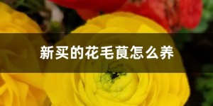 花毛茛