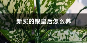 银皇后