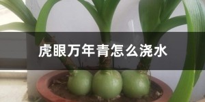 虎眼万年青