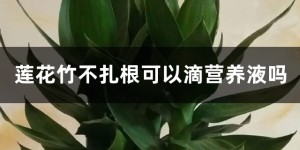 莲花竹