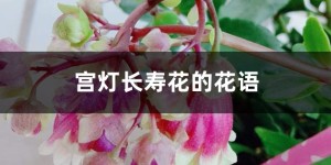 宫灯长寿花