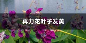 再力花