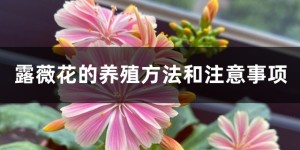 露薇花