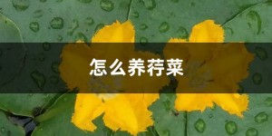 荇菜