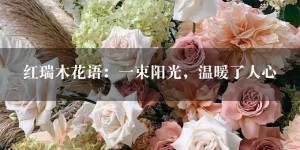 红瑞木花语：一束阳光，温暖了人心