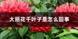 大丽花