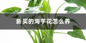 海芋花