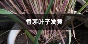 香茅