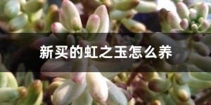 虹之玉