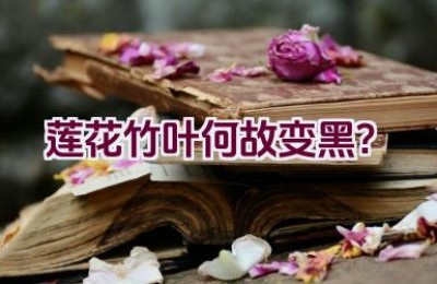 莲花竹叶何故变黑？