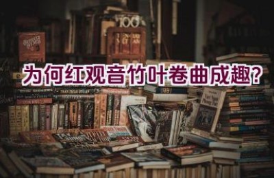 为何红观音竹叶卷曲成趣？