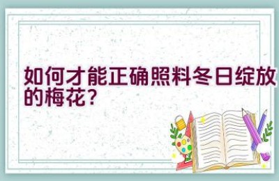 如何才能正确照料冬日绽放的梅花？