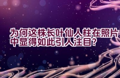 为何这株长叶仙人柱在照片中显得如此引人注目？