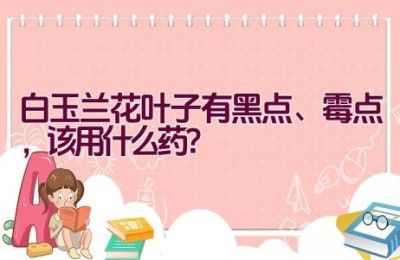 白玉兰花叶子有黑点、霉点，该用什么药？